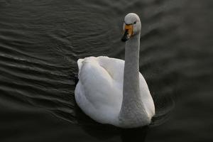 une vue de une chanteur cygne dans reykjavik dans Islande photo