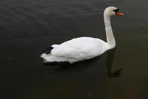 un gros plan d'un cygne muet photo