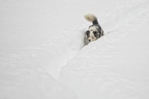 chien aux yeux bleus sur le fond de la neige photo