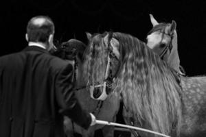 chevaux blancs de cirque rampant photo