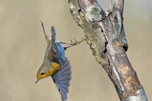 rouge-gorge oiseau poitrine rouge photo