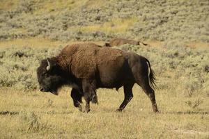 bison de buffle dans la vallée de lamar yellowstone photo