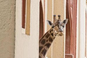 girafe isolée portrait en gros plan tout en vous regardant de la maison photo