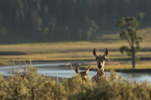 Jeune cerf d'Amérique isolé traversant la route dans la vallée de lamar yellowstone photo