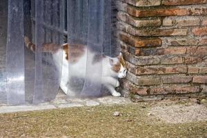 chat s'échapper de porte photo