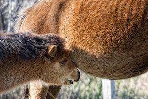 cheval assateague bébé jeune chiot poney sauvage photo