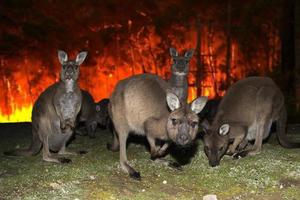 Kangourou s'échappant d'un feu de brousse en Australie photo