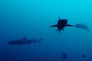 requin pointe blanche photo