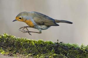 rouge-gorge oiseau poitrine rouge photo