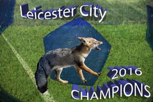 bleu Renard Leicester ville premier champion 2016 photo