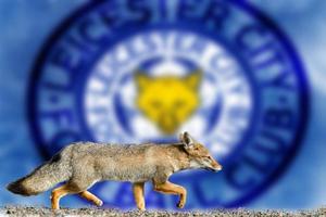 vrai renard leicester city football club fond d'écran photo