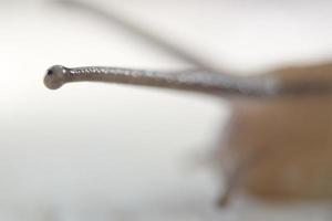 antenne escargot gros plan portrait photo