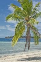 une polynésien paradis blanc le sable plage avec noix de coco arbre océan vue photo