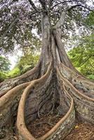 à l'intérieur de la forêt tropicale à hawaii ensemble de pirates des caraïbes photo