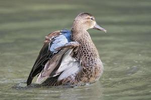 canard multicolore sur le fond de l'eau verte photo