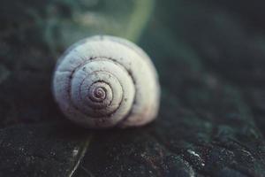 escargot blanc dans la nature photo