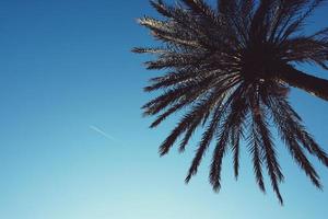 palmier et ciel bleu au printemps photo