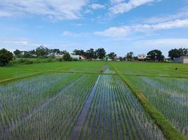 Nouveau riz des graines sont planté dans le paddy champ à le début de le croissance saison à lombok île, Indonésie photo