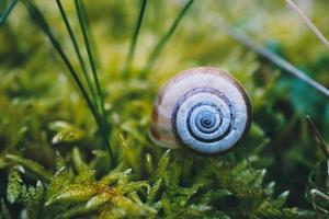 escargot blanc dans la nature photo