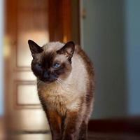 un beau portrait de chat siamois photo