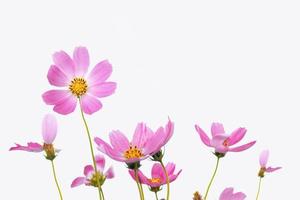 fleurs cosmos colorées lumineuses photo