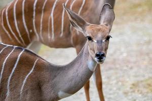 moindre kudu tragelaphus imberbis, petit antilope photo