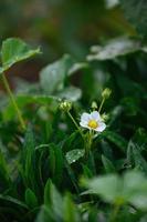 blanc fraise fleurs avec vert feuilles sur une mai printemps journée avec rosée gouttes, gouttes de pluie photo