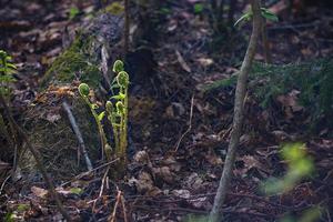 de bonne heure printemps dans le forêt, le éveil de la nature. fermer pousse de les plantes dans printemps par le déchue feuilles de des arbres photo