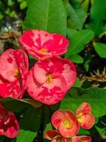 euphorbe ou couronne de les épines est un ornemental plante souvent a trouvé comme décoration dans le Accueil page. cette plante a fleurs avec magnifique couleurs, et le tiges sont rempli avec les épines photo