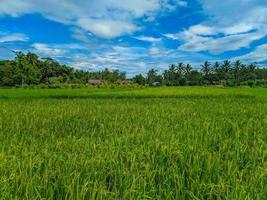 traditionnel riz agriculture paysage de riz des champs et bleu ciel. photo