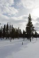 hiver paysage dans Laponie. non gens photo