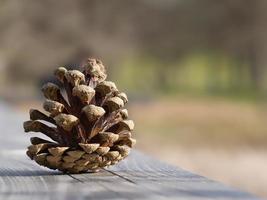 pin cône sur une banc dans le parc. décoration de la nature. détail coup dans l'automne. photo