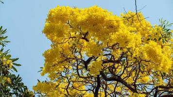 Jaune trompette arbre épanouissement dans la nature photo