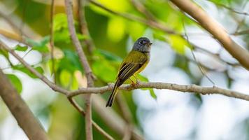 à tête grise canari-moucherolle perché sur arbre photo