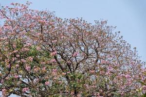 rose trompette arbre ou tabébuia rosea épanouissement dans le jardin photo