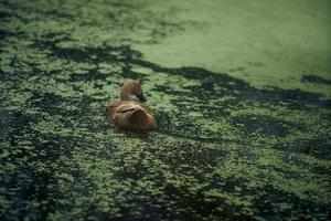 une marron canard est nager dans le pollué lac. Lac rempli avec lenma. sélectif se concentrer. photo