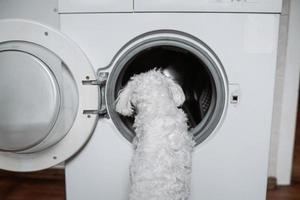 mignon petit chien blanc regardant dans la machine à laver. photo