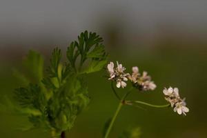 Une branche de fleur blanche gros plan dans un jardin photo