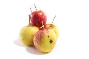 pommes rouges et jaunes fraîches isolés sur fond blanc photo