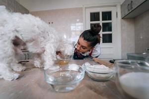 mignon, blanc, maltais, chien, renifler, repas, table photo