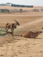 gazelle dans nofa faune parc réserve photo