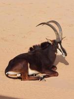 gazelle dans nofa faune safari recours photo