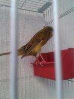 coloré canari des oiseaux dans des cages photo