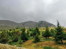 la nature faune paysage avec des arbres photo