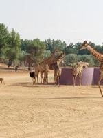 girafes dans nofa faune safari recours photo