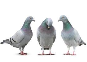 trois Pigeon oiseau ami triste récit sur blanc Contexte photo