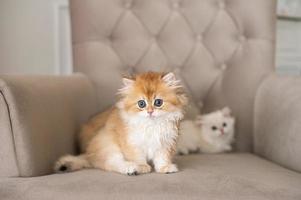 poil long Britanique chatons photo