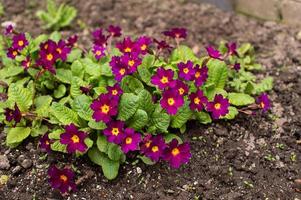 violet primevère fleuri dans le printemps sur le jardin terrain photo