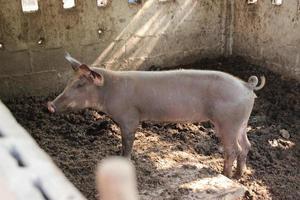 proche en haut rose marron poussière sale porc dans ferme photo