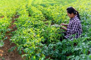 une femme agriculteur avec numérique tablette sur une Patate champ. intelligent agriculture et précision agriculture 4.0. moderne agricole La technologie et Les données la gestion à industrie cultiver. photo